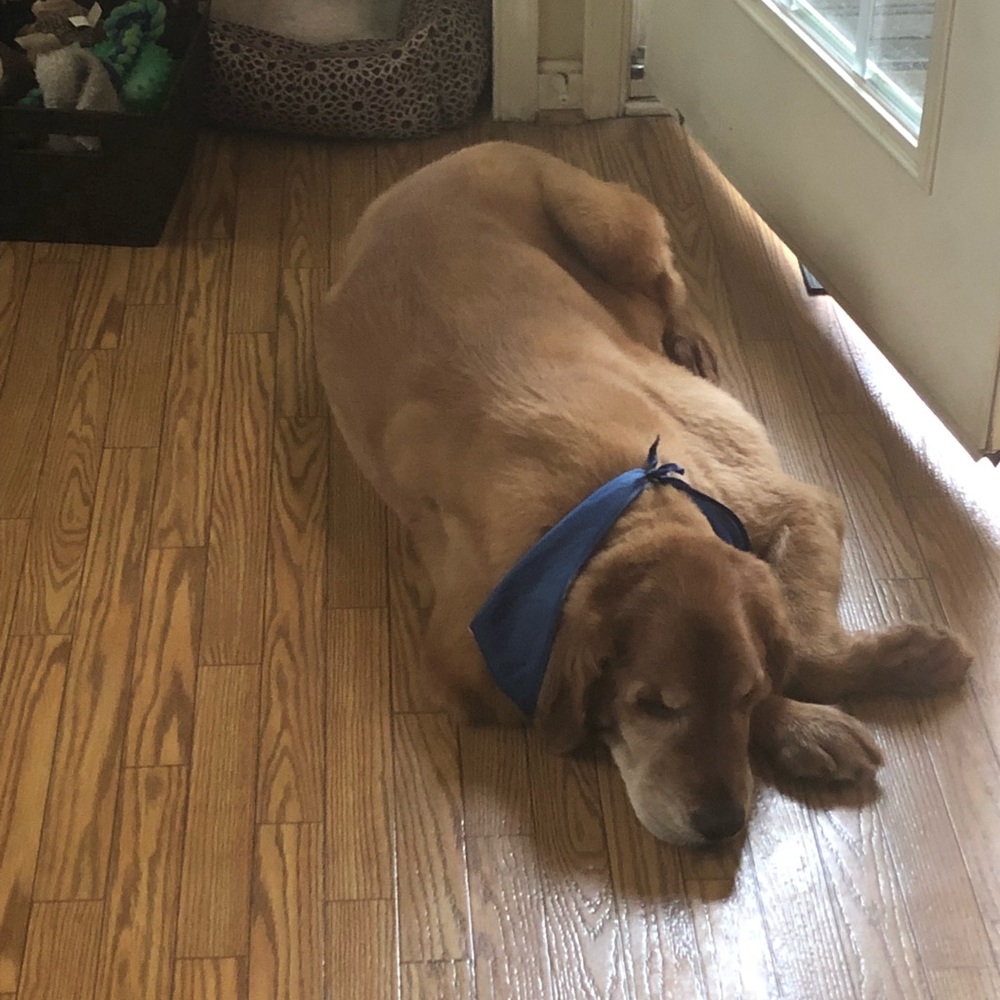 Meet your Posher, Lolita